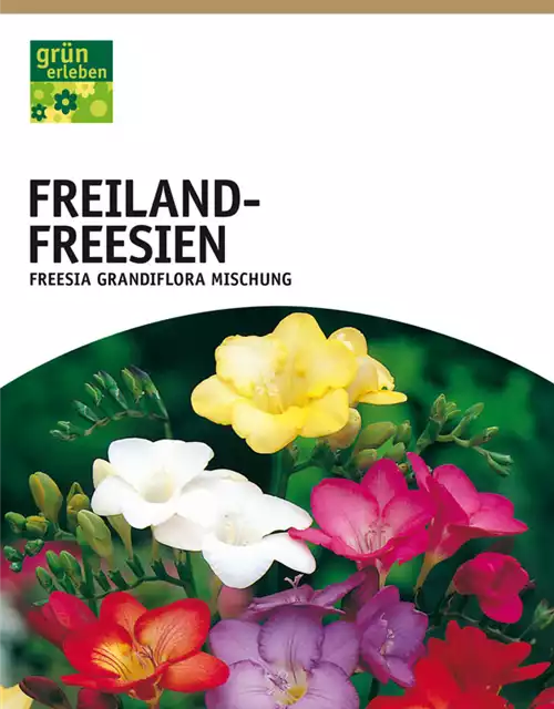 Freiland-Freesien