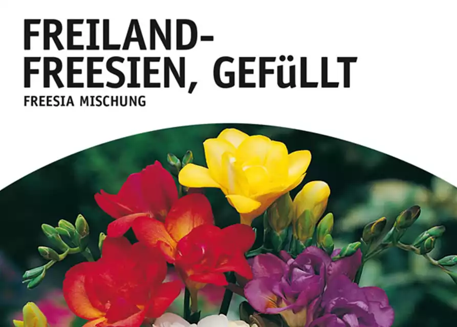 Freiland-Freesien, Gefüllt