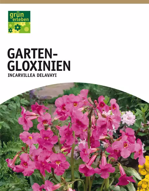 Garten-Gloxinien