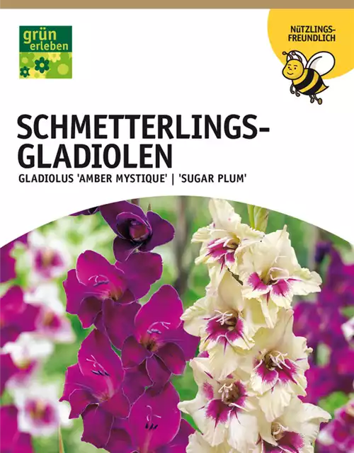 Schmetterlings-Gladiolen