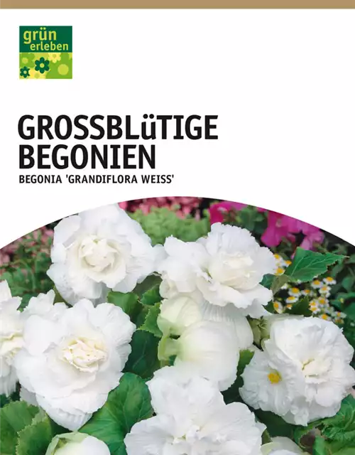 Großblütige Begonien