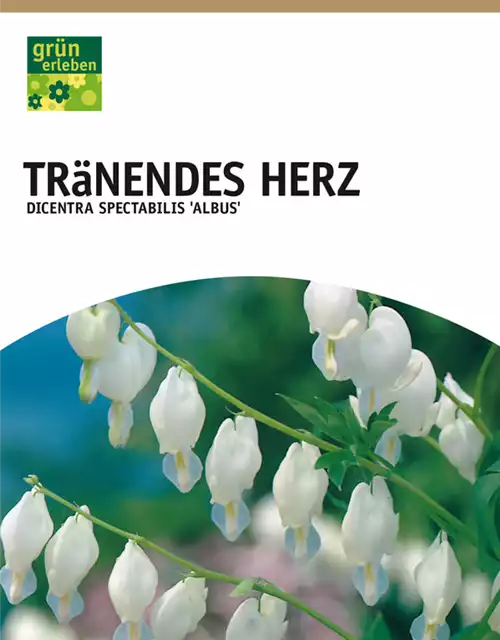 Tränendes Herz