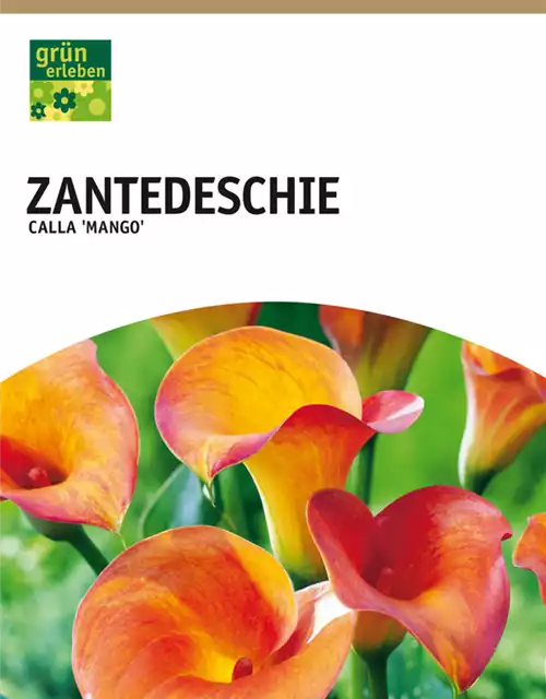 Zantedeschie