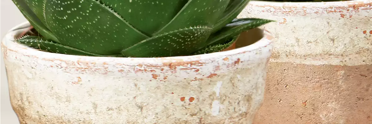 aloe