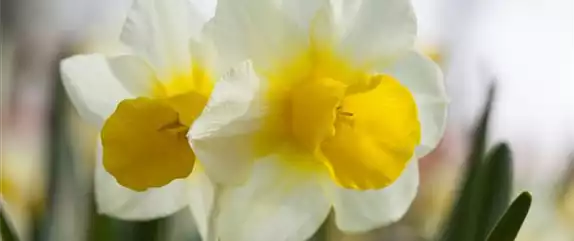 FRüHLING AUF DEM BALKON