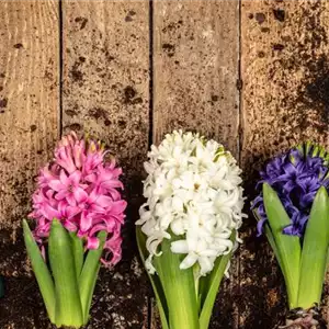 DER FRüHLING WIRD BUNT