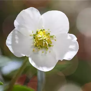 SCHöNE CHRISTROSEN!