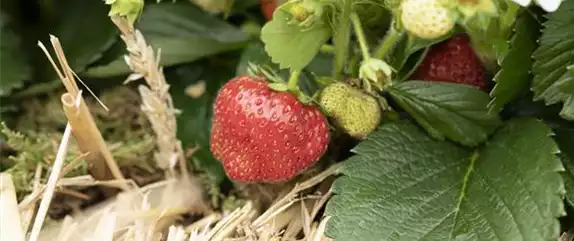 EIN NASCHGARTEN AUF DEM BALKON