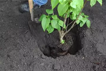 FLIEDER - EINPFLANZEN IM GARTEN