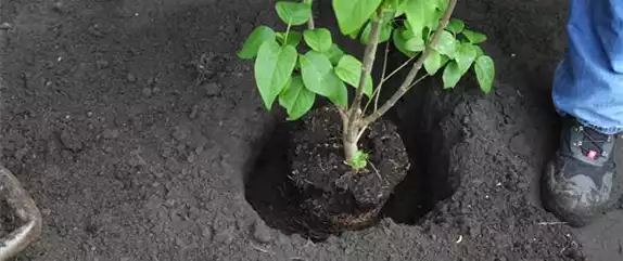 FLIEDER - EINPFLANZEN IM GARTEN