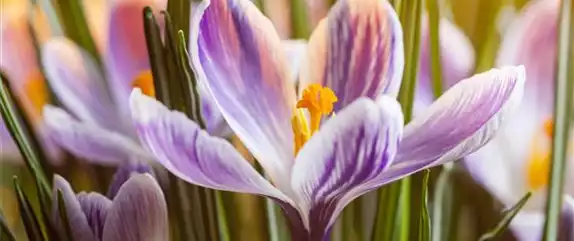 DER FRüHLING WIRD BUNT