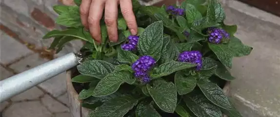 VANILLEBLUME - EINPFLANZEN IN EIN GEFäSS