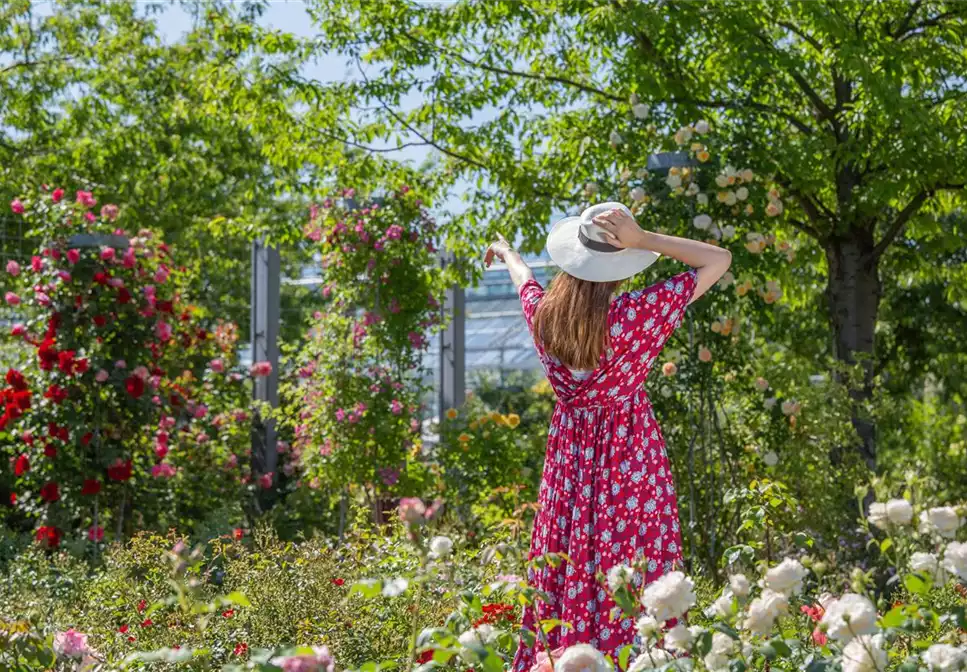 DER ROSENGARTEN - SCHLICHTE ELEGANZ UND TOLLE DüFTE